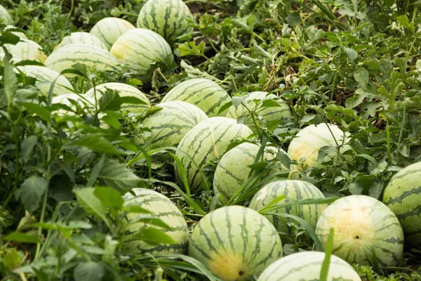 Collect ripe watermelons on the farm.