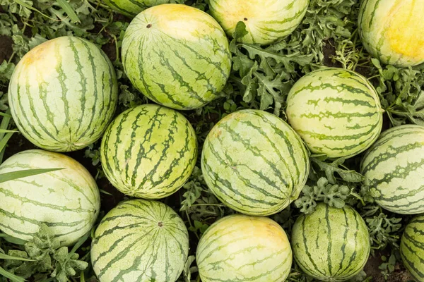 Background of ripe watermelons in the field.