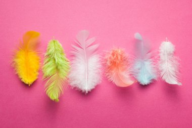 Cennet kuşu pembe bir arka plan üzerinde çok renkli tüyleri.