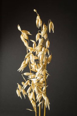 Yulaf siyah arka plan üzerinde dikey izole Başak.