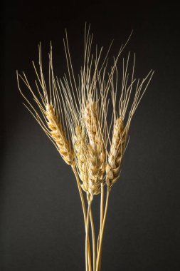 Siyah bir zemin üzerine altın buğday dikey olarak kuru.