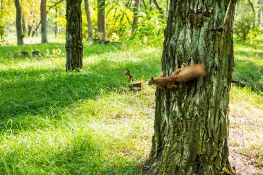 Metin için boş yer iki küçük çılgın sincap ormanın içinde bakmak.
