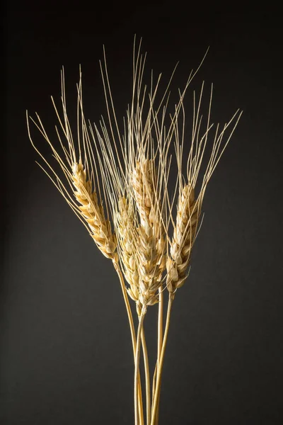 Dry golden wheat on a black background, vertically.
