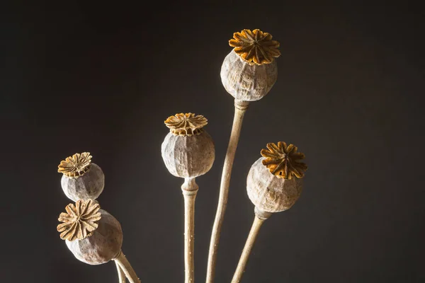 Cabezas Amapola Opio Papaver Somniferum Sobre Fondo Negro — Foto de Stock