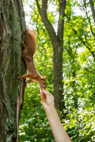 Esquilo Selvagem Uma Floresta Uma Árvore Come Uma Noz Mão — Fotografia de Stock