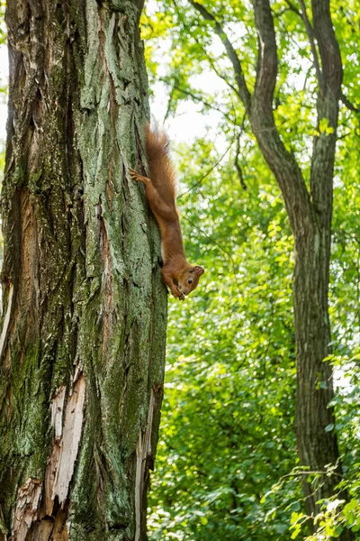 Red Squirrel Tree Forest Eats Nut Upside Vertically — Stock Photo, Image