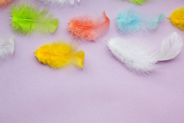 Çok renkli papağan yumuşak tüyler mor bir arka plan, metin için yer.