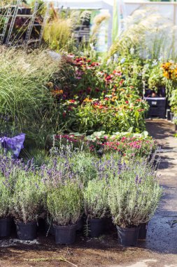 Renkleri, bitkiler ve bitkisel stor fiyat etiketleri ile yabani otlar