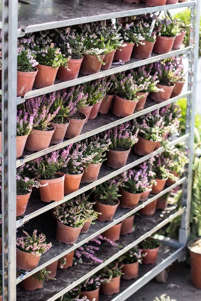 Young flowering heather in pots on the stand of the market. — Stock Photo, Image