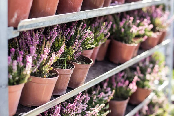 Selective focus on pots with pink heather. Garden center, market — Stock Photo, Image