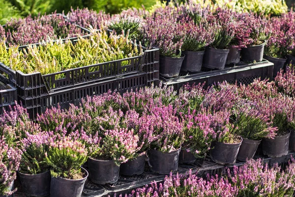 Pots with pink heather in boxes. Garden center, market, shop. — Stock Photo, Image