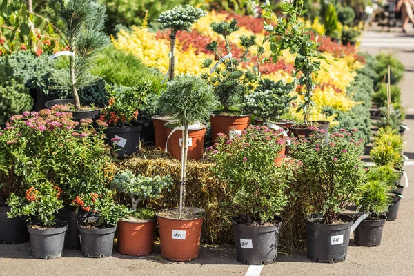 Countertop with plants in pots in the garden market. — Stock Photo, Image