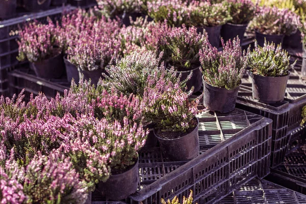 Junge blühende Heidekraut in Töpfen auf Kästen auf dem Markt, Verkauf. — Stockfoto