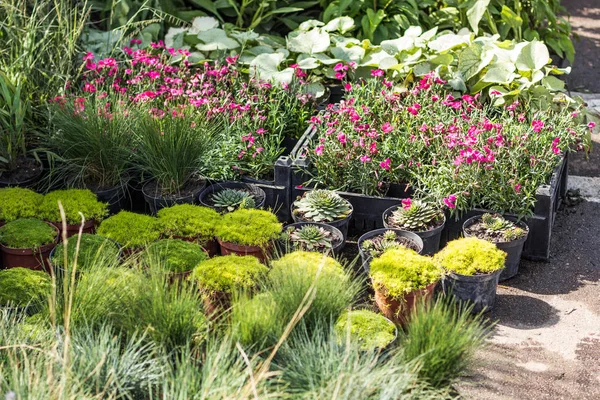 Plants, flowers and herbs in the garden market on the floor in p — Stock Photo, Image
