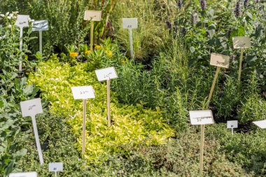 Bitkiler üzerinde fiyat etiketleri.