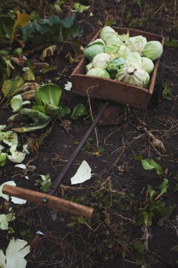 Organik lahana başkanları bir bahçe el sepeti, dikey kesim. 