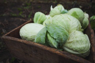 Mezarda taze lahana yığını. Organik bahçe.