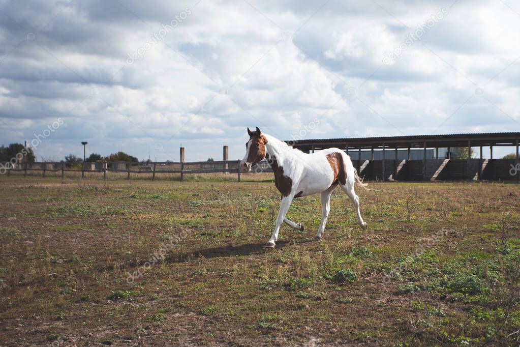 A white-and-brown horse runs in the pen with a fence on the gras
