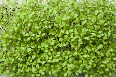 Organik mikro-yeşil - arka plan.