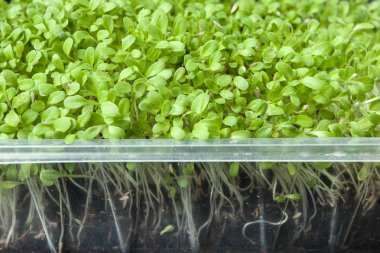 Bir packag yemek için vintage taze organik sebze fideleri