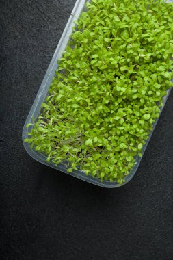 Sebze mikro Yeşiller plastik kapsayıcı bir siyah backgro