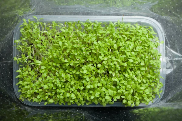 Micro greens salad in the store packaging. Concentrate of vitami