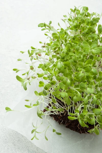 Microgreens de cultivo ecológico sobre fondo blanco. Alimentación saludable —  Fotos de Stock