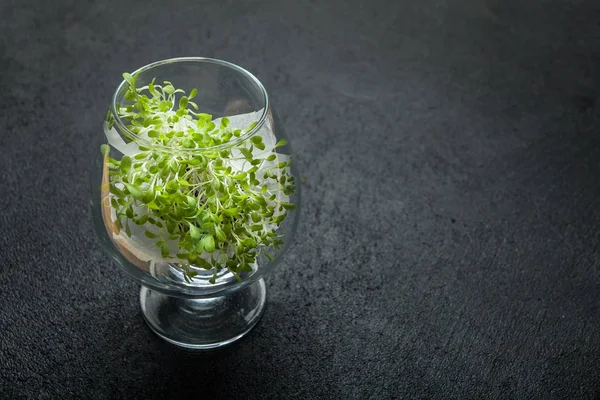Micro-greens in a glass goblet. Diet and detoxification of the b
