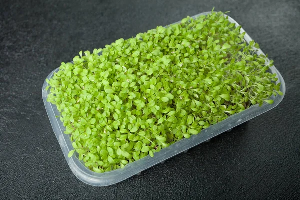 En microgreen är en ung grönsak som är gröna på svart bakgrund. — Stockfoto