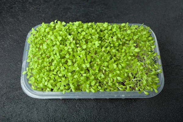 Fresh organic micro greens in a container. Micro-green sprouts,