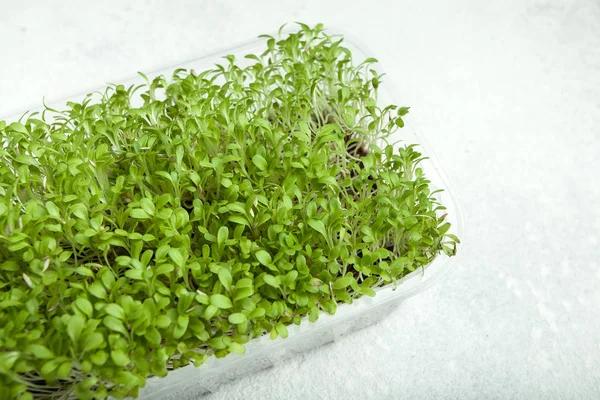 Unga mikro-grön i en plastbehållare på vit bakgrund. — Stockfoto