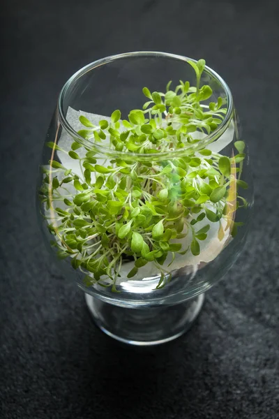 Micro greens in a glass glass, detoxification and recovery of th