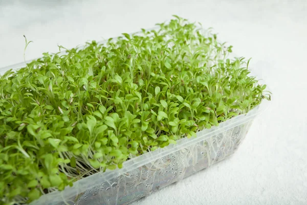Förpackning ekologiska mikro greener sallad. — Stockfoto