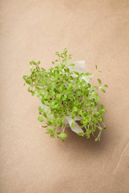 Taze büyüyen mikro-bir grup hasat Yeşiller. Anti-stres pro