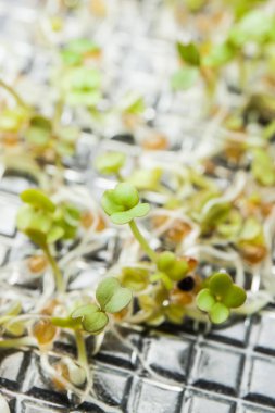 Makro lahanası turp Laboratuvarı.