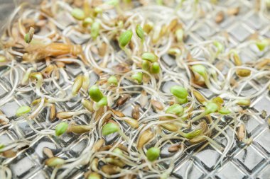 Genç sürgünler ve tohum bir desen.