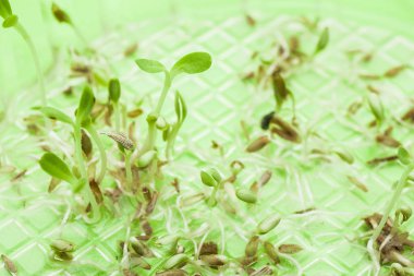 Genç takımıdır sebze cam bir kavanoz su yapraklarda büyümek 