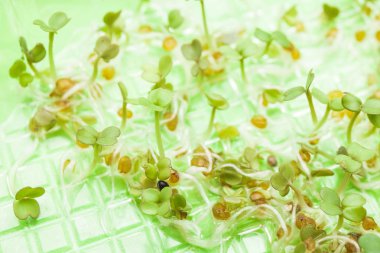 Genetik olarak değiştirilmiş bitkilerin test tüpü içinde büyüyen fidan