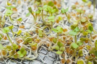 Beyaz arka plan üzerinde büyüyen microgreens. Sağlıklı beslenme kavramı.