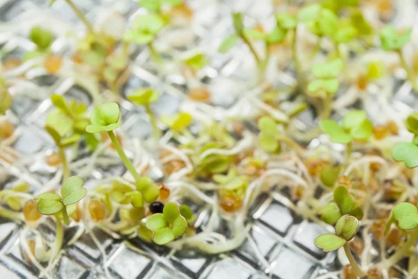 Innovativ utveckling av genetiskt modifierade växter. — Stockfoto