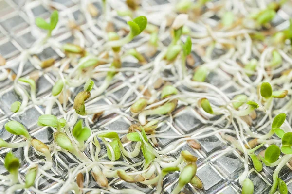 Genetiskt modifierade växter i röret, makro. — Stockfoto