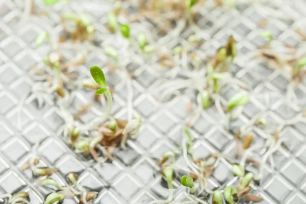 Green Micro Greens Growing in a Container, macro. Copy space.