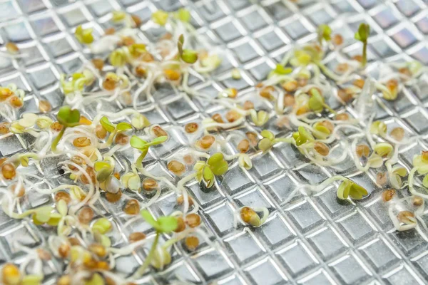 En närbild av små genetiskt modifierade växter i provrör. — Stockfoto