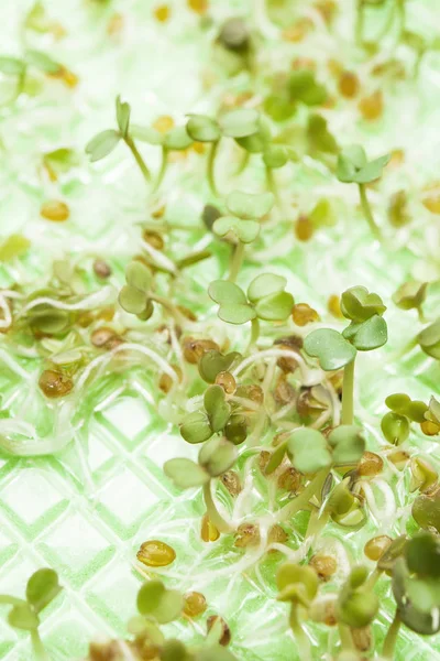 Små gröna frön, närbild, makro. — Stockfoto