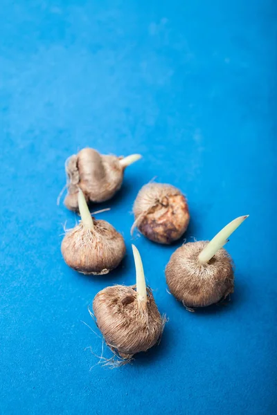 青色の背景に球根からチューリップの芽. — ストック写真