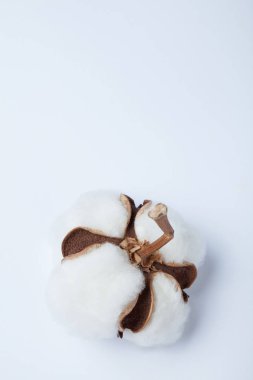 Organik Pamuk, boş alanı için metin, dikey olarak.