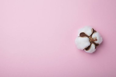 Pembe arka plan izole kabarık Pamuk bitki. Kopya alanı için 