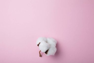 Narin bir kuru organik çiçek pamuk pembe bir arka plan üzerinde. Em