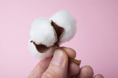 Pembe bir arka plan üzerinde elinde bir pamuk topağı.