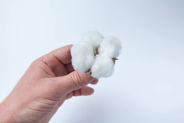 En bit av naturlig bomull i en mans hand. Vit bakgrund. — Stockfoto